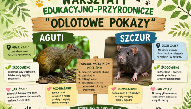 Warsztaty edukacyjno-przyrodnicze – aguti, szczur